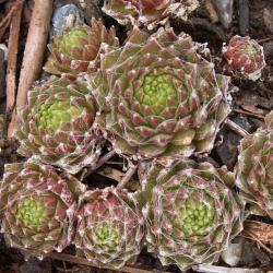 Sempervivum - Dachwurz - Hauswurz